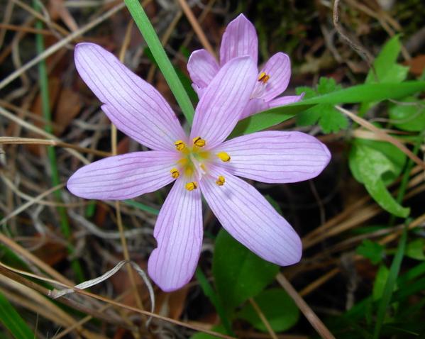 Colchicum cupanii